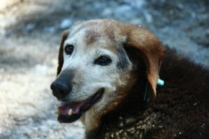 trembling old dog2