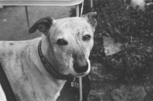 trembling old dog3