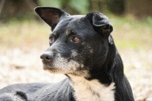 trembling old dog6