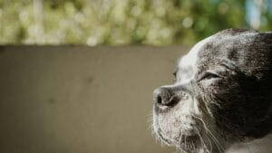 An elderly dog lacking energy4
