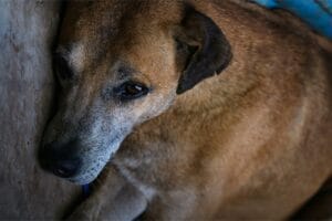 An elderly dog lacking energy1
