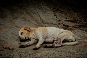 An elderly dog lacking energy2