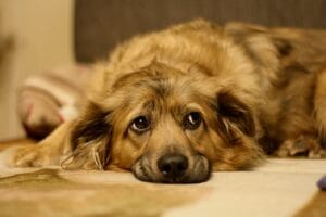 A dog that looks unwell10