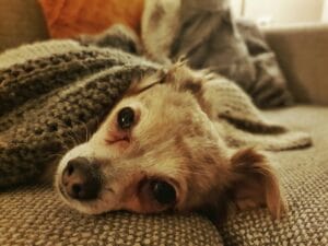 A dog that looks unwell11