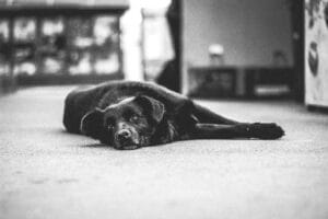 A dog that looks unwell2
