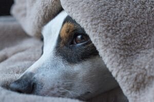 A dog that looks unwell2
