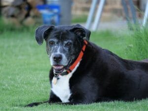 A dog that looks unwell3