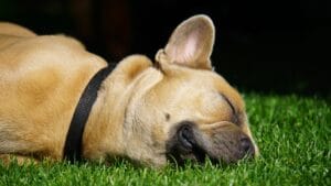 A dog that looks unwell3