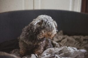 A dog that looks unwell4