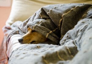 A dog that looks unwell4