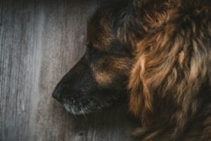 A dog that looks unwell5