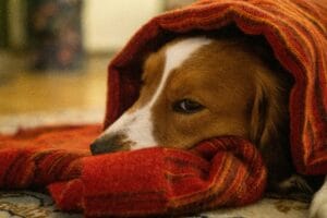 A dog that looks unwell5