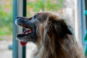 A dog that looks unwell6