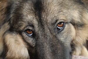 A dog that looks unwell6
