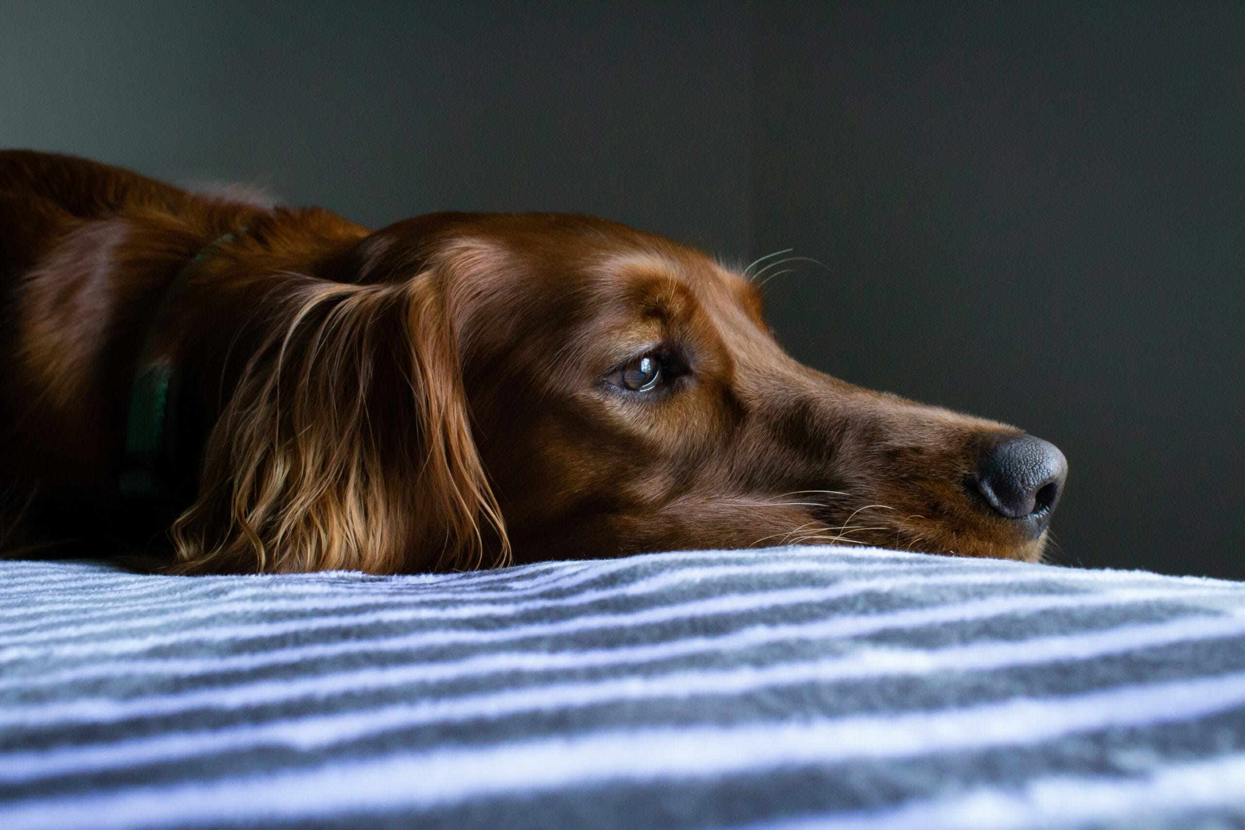 A dog that looks unwell7