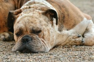 A dog that looks unwell8