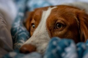 A dog that looks unwell9