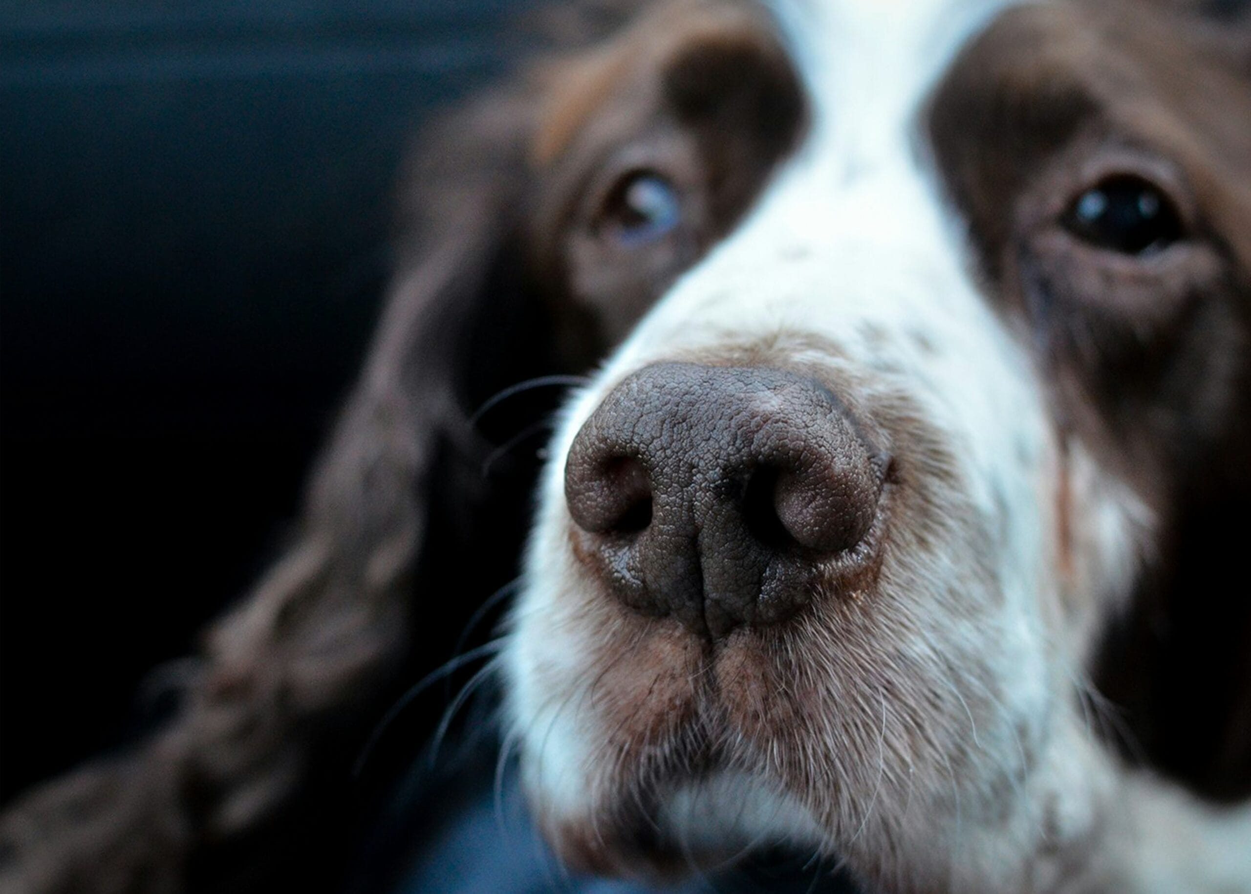 An old dog1