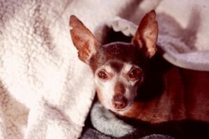 An old dog2