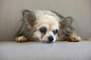 An old dog3