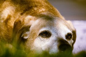An old dog4