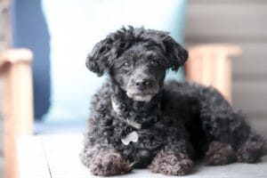 An old dog5