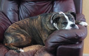 An old dog6