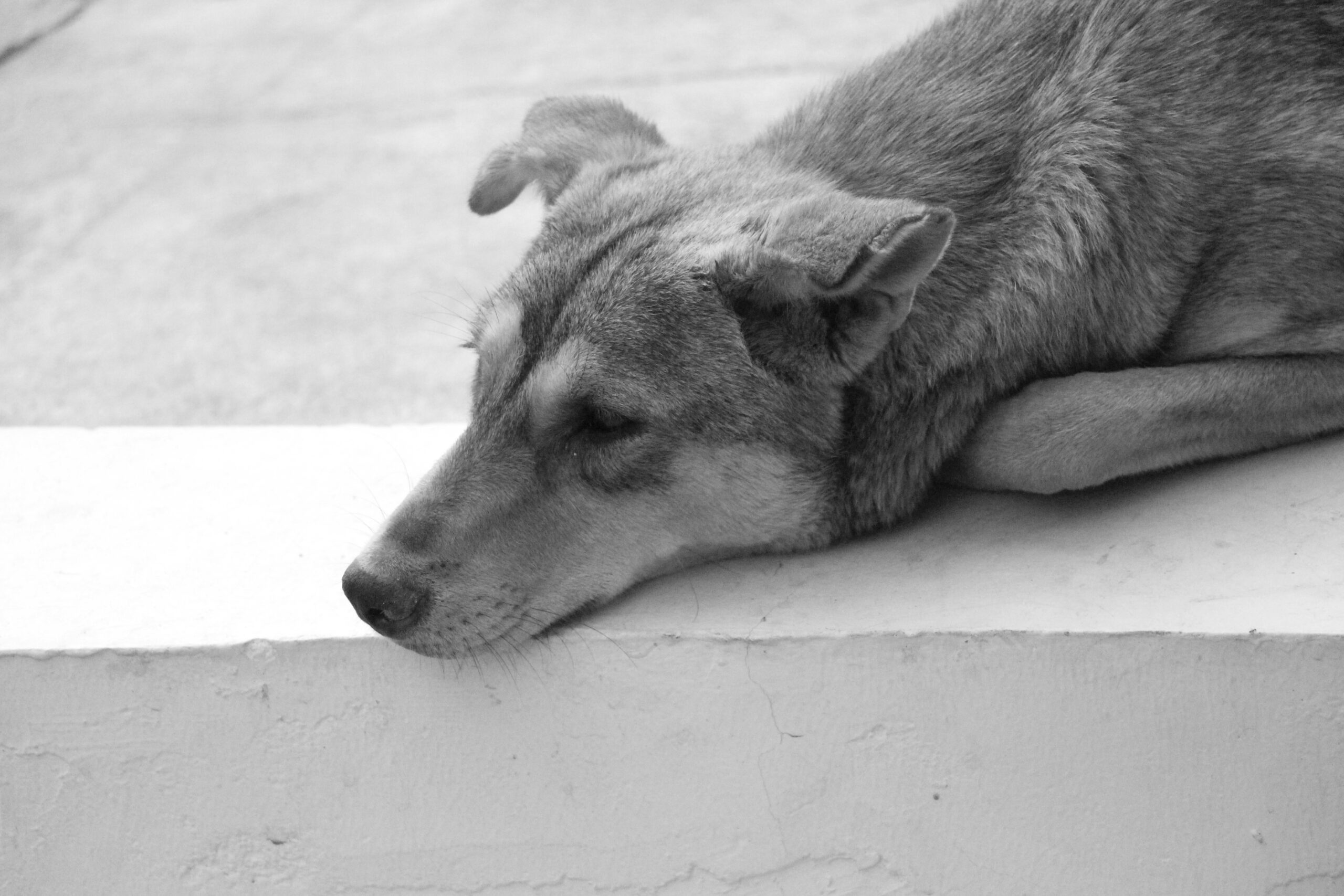 Care for Elderly Dogs1