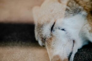 Care for Elderly Dogs2