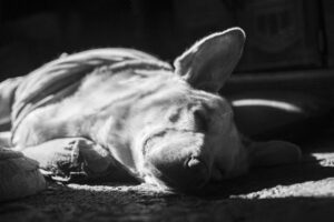 Care for Elderly Dogs3