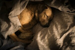 Care for Elderly Dogs4