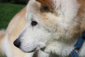 Care for Elderly Dogs5