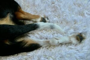 Dog's leg2