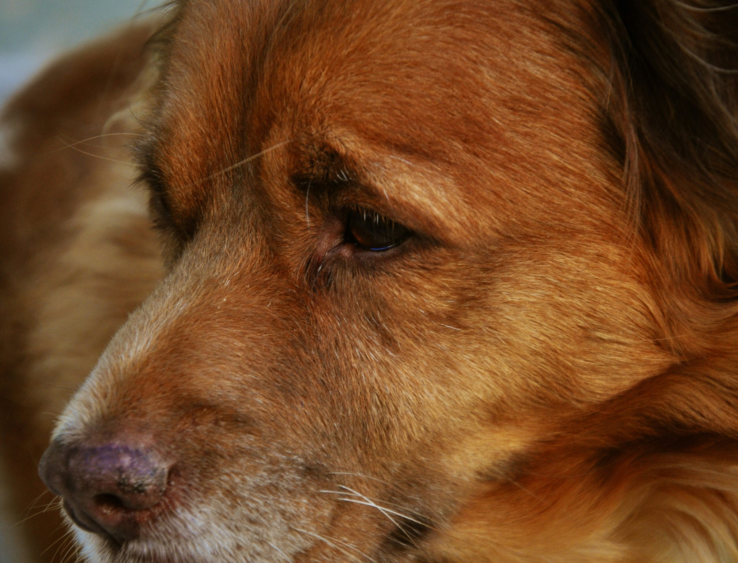 Sick elderly dog1