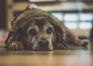 Sick elderly dog2