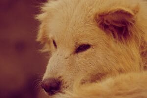 Sick elderly dog3