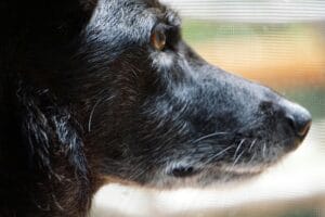 Sick elderly dog4