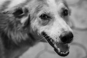 Sick elderly dog5