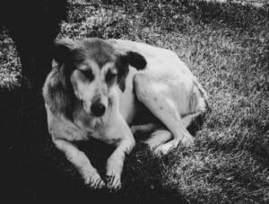 Sick elderly dog6
