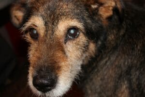 Sick elderly dog7