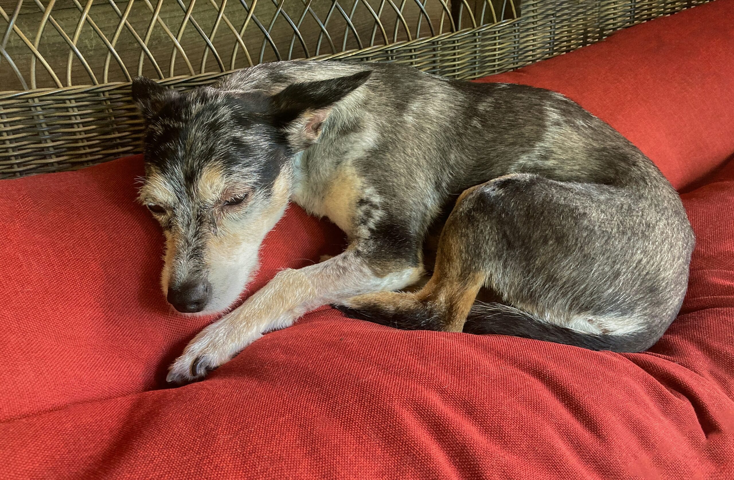 Sleeping dog1