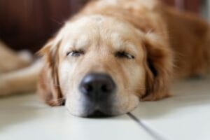 Sleeping dog2