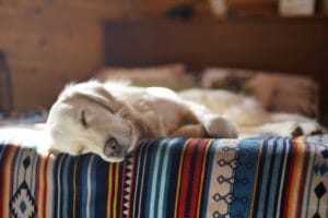 Sleeping dog3