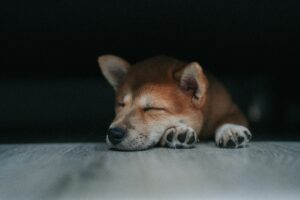 Sleeping dog4