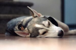 Sleeping dog5