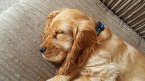 Sleeping dog6