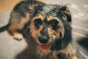 An elderly dog lacking energy3