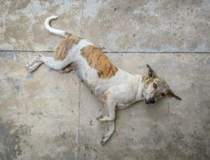 senior-dog-front-legs-weak2