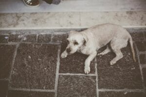 senior-dog-front-legs-weak3