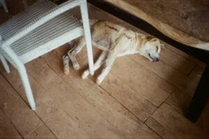 senior-dog-front-legs-weak4